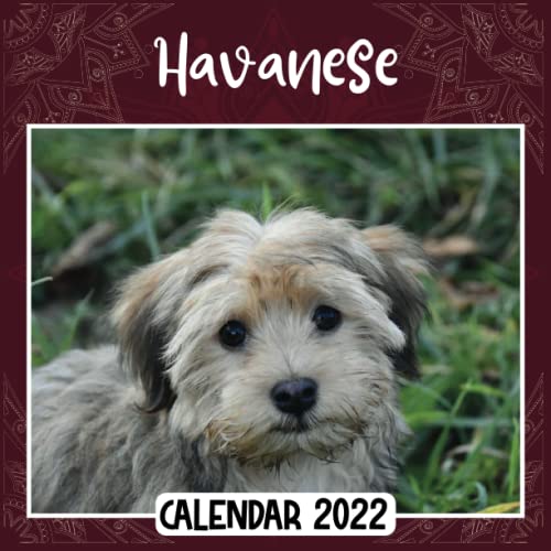 Havanese 2022 Calendar Havanese mini calendar 2022 2023, Havanese 2022