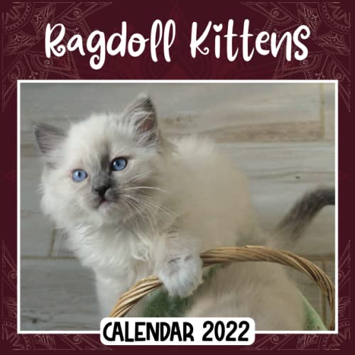 Ragdoll Kittens 2022 Calendar Ragdoll Kittens mini calendar 2022 2023