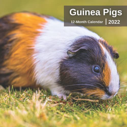 Guinea Pigs Calendar 2022 12 Months of HighResolution Guinea Pig Photos Including Official