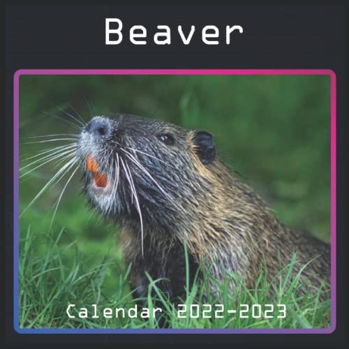 Beaver Calendar 20222023 January 2022 June 2023 Monthly Beaver Calendar Planner 8.5 x 8.5