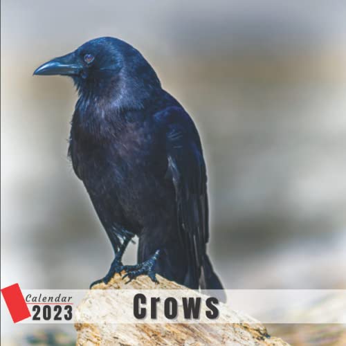 Crows Calendar 2023 12 Monthly Grid Space for Plans and Schedules 13