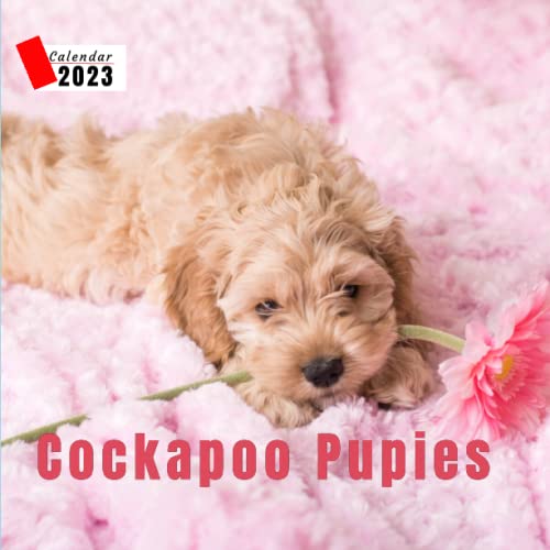 Cockapoo Pupies Calendar 2023 12 Monthly Grid Space for Plans and