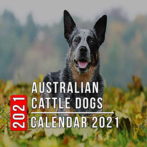 Australian Cattle Dogs Calendar 2021 12month mini Calendar from Jan