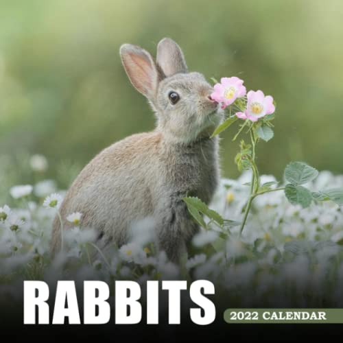 Rabbits Calendar 2022: Monthly Square Calendar 2022 - Mini Planner, 16 ...