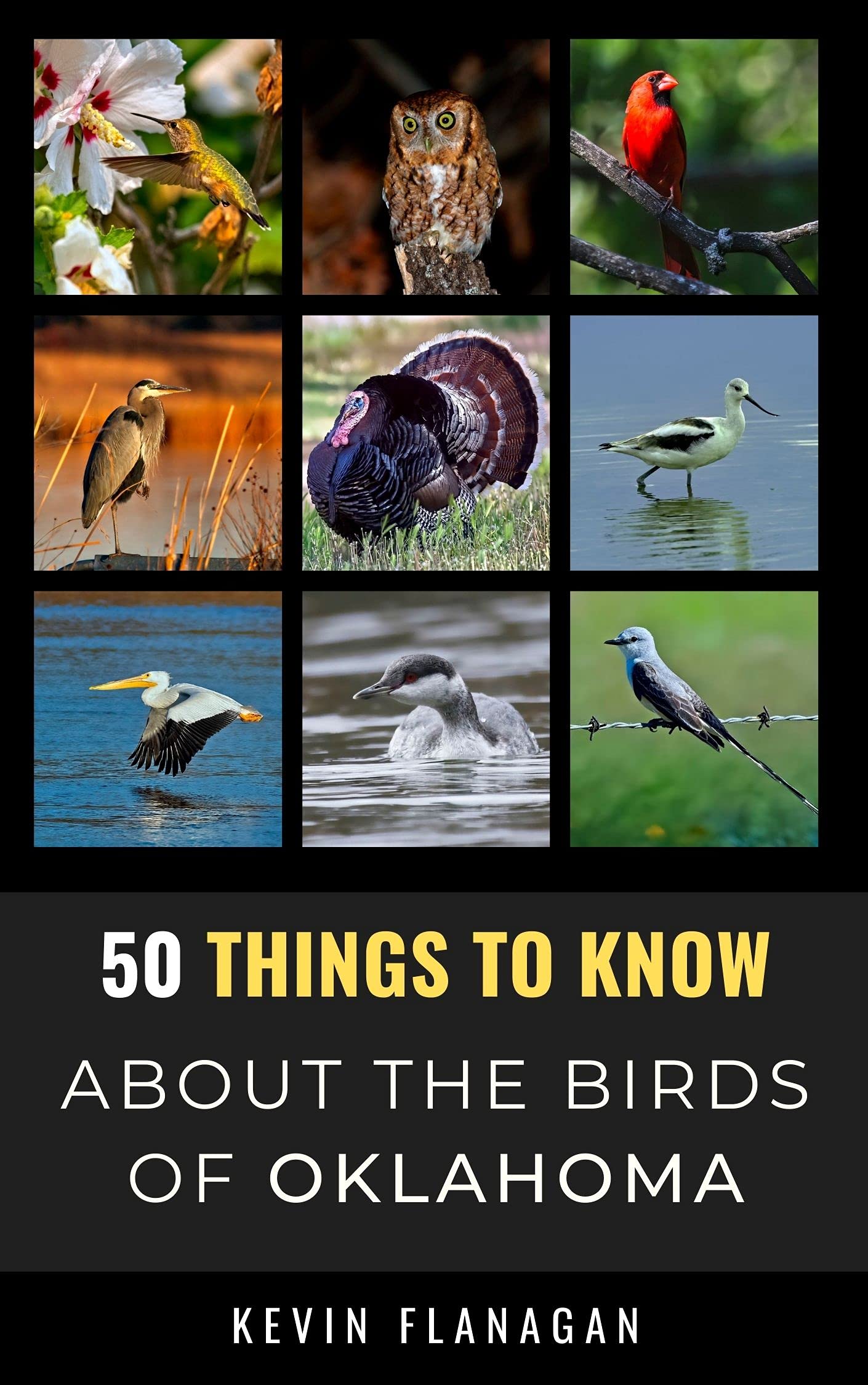 50 Things to Know About Birds in Oklahoma Birding in Oklahoma by