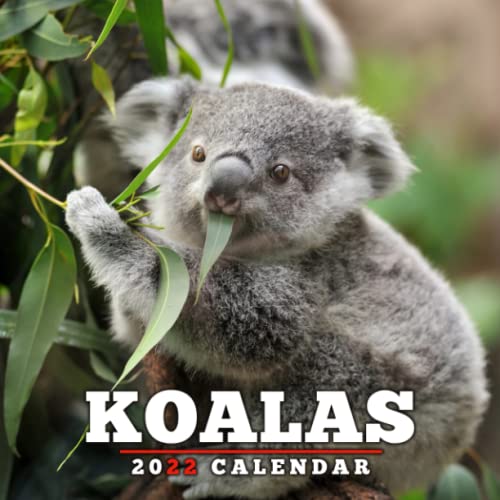 Koalas Calendar 2022 Calendar 2022 Mini Planner Beautiful Photos of