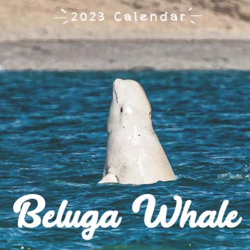Beluga Whale Calendar 2023: Cool gift for you, your family and friends
