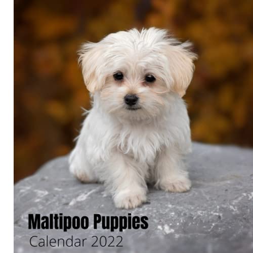 Maltipoo puppies Calendar 2022 Calendar With HighQuality Images Size
