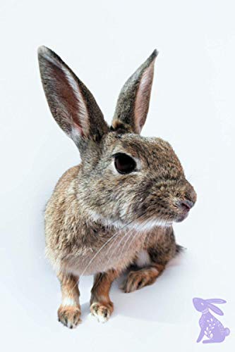 Rabbit Journal: Cute Rabbit Journal Notebook with Interior Bunny Themed