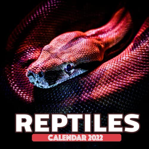 Reptiles 2022 Calendar A Monthly Mini Reptiles Calendar 2022 Beautiful