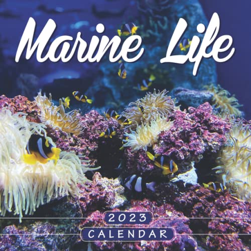 Marine Life Calendar 18month 2023 Calendar Large monthly grid for