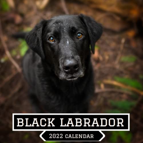 black labrador calendar 2022 black Labs calendar 2022 Monthly Square