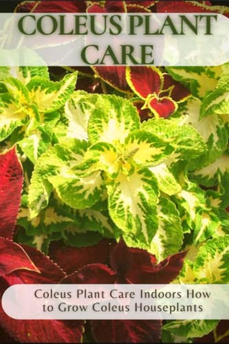 Coleus Plant Care: Coleus Plant Care Indoors How to Grow Coleus ...