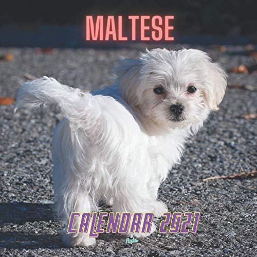 Maltese Calendar 2021 Dog Breed Calendar Cute Dogs Planner by Nuts