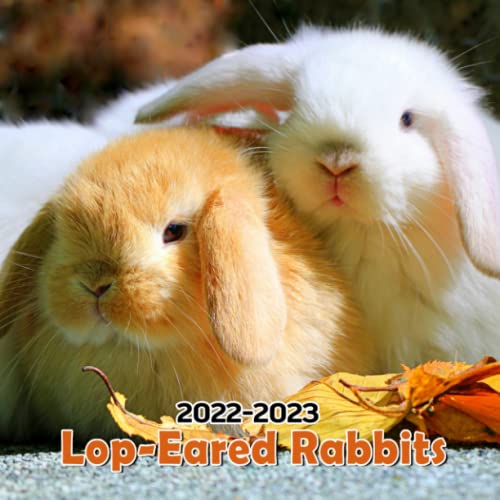 lop-eared-rabbits-2022-calendar-lovely-bunnies-gift-idea-white