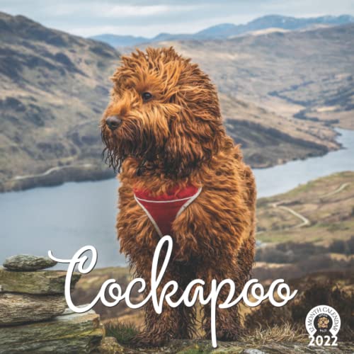 cockapoo calendar 2022 12 Monthly Grid Space for Plans and Schedules