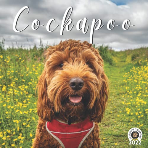 cockapoo calendar 2022 12 Monthly Grid Space for Plans and Schedules