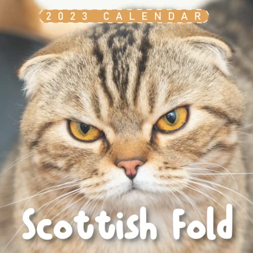 Scottish Fold Calendar 18month 2023 Calendar Large monthly grid for