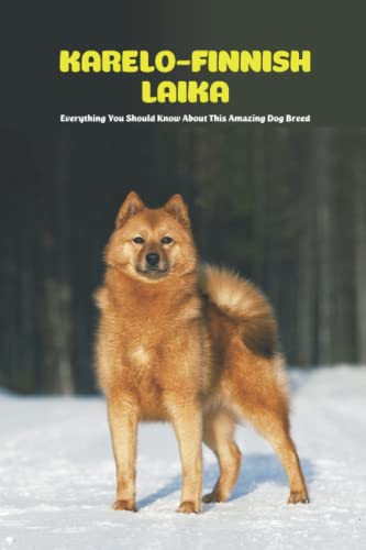 KareloFinnish Laika Everything You Should Know About This Amazing Dog
