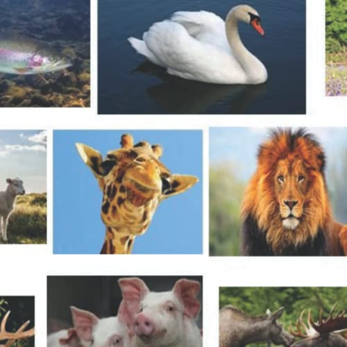 Kosher and NonKosher Animals Animals In The Bible That Are Labeled