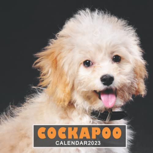Cockapoo calendar 2023 Yearly monthly 12month calendar 2023 with