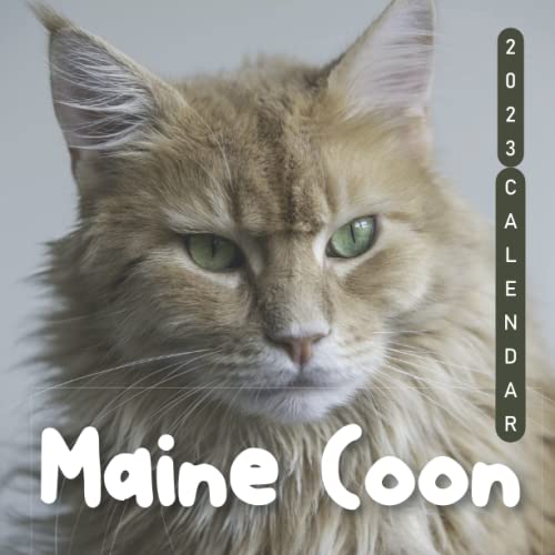 maine-coon-calendar-18-month-2023-calendar-large-monthly-grid-for