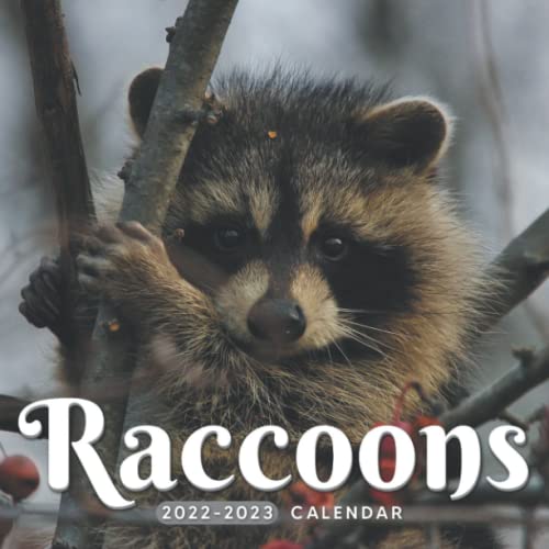 Raccoons Calendar 2022 2023 Great 24month Calendar for all fans 8.5
