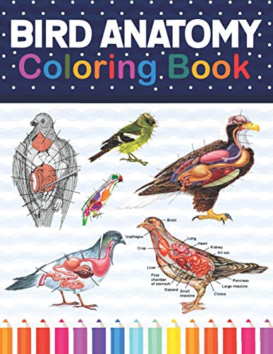 Bird Anatomy Coloring Book: Bird Anatomy Coloring Workbook for Kids ...