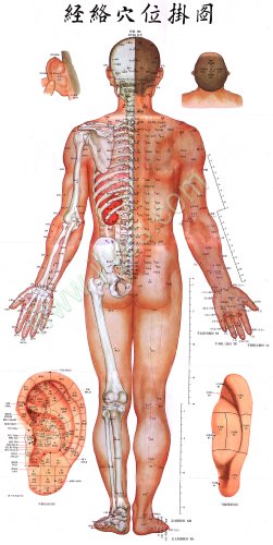 The Wallchart of Portable Acupuncture Meridian Points by Anonymous ...