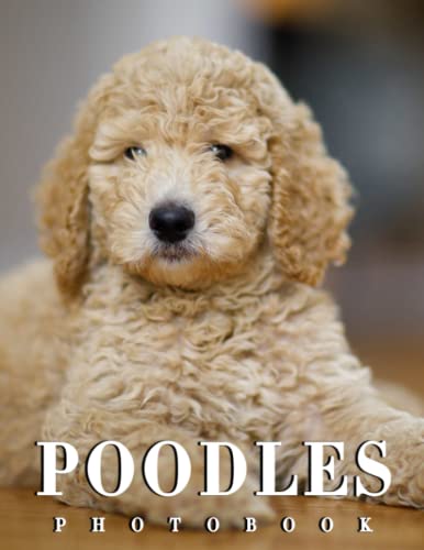 the-photo-of-poodles-dog-2023-2024-calendar-poodles-bonus-4-months