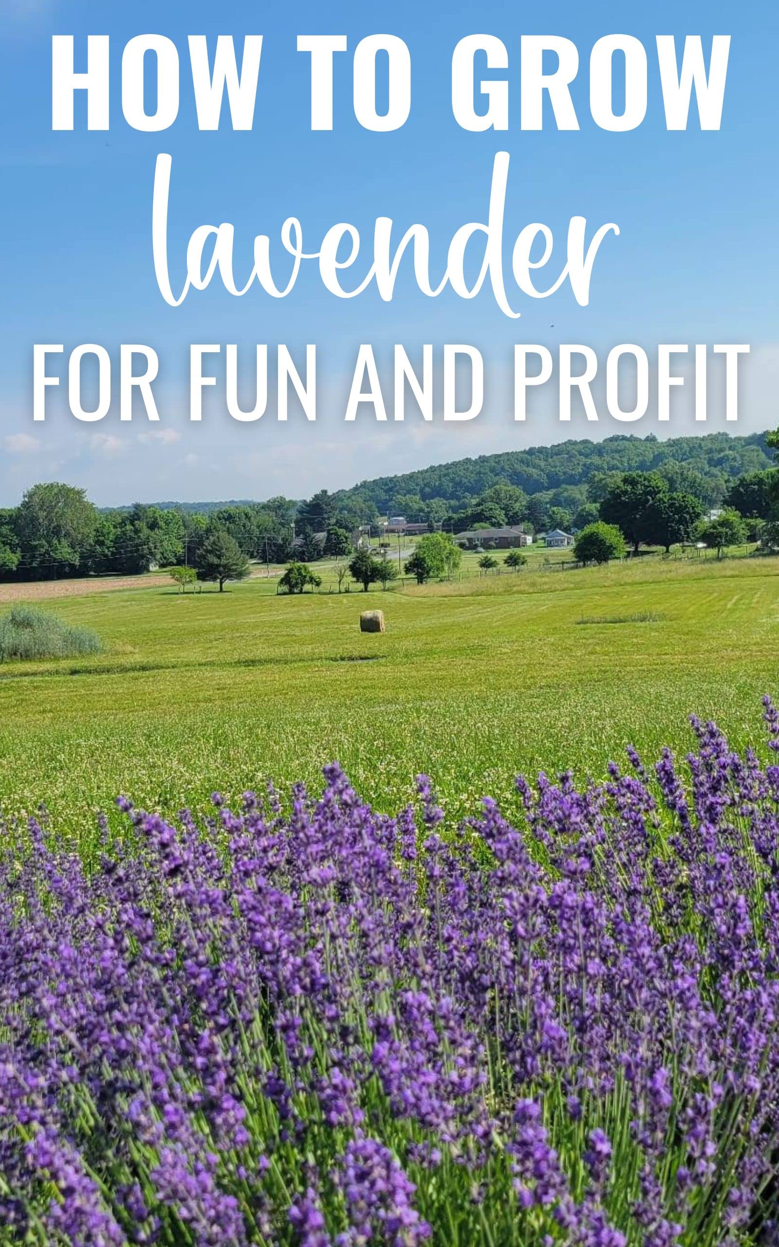 How to Grow Lavender for Fun and Profit Lessons Learned from Planting