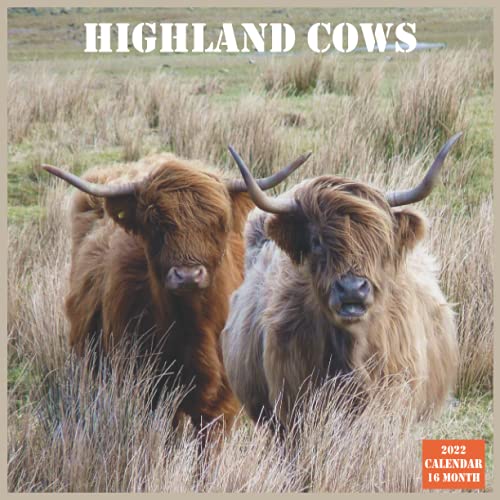 Highland Cows Calendar 2022 Official Highland cattle Calendar 2022, 16