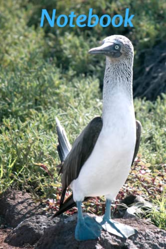 Notebook |Blue Footed Boobie #1 Notebook | Blue Footed Boobie Themed