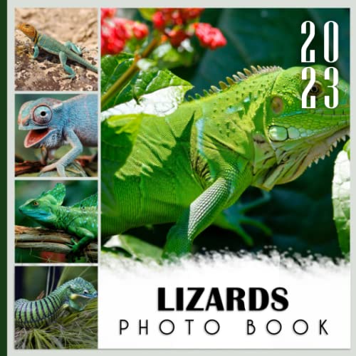 Photo Book Of Lizards Lizards Picture Book For Photos With 30