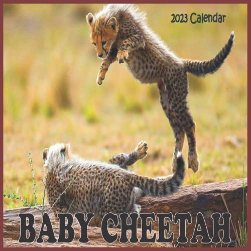 Baby Cheetah Calendar 2023 Calendar 20232024 16 month Perfect Calendar for Organizing