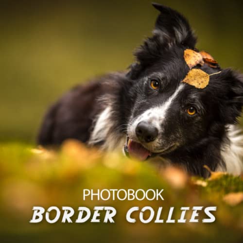 Border Collies Photobook Colorful Pictures For All Ages To Relax And