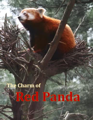 The Charm of Red Panda: Discovering the Beauty and Mystery of Red Panda
