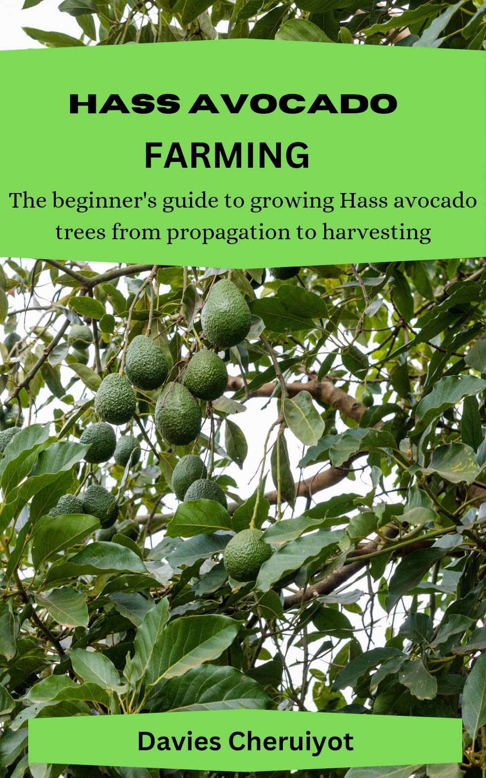 HASS AVOCADO FARMING The beginner's guide to growing Hass avocado
