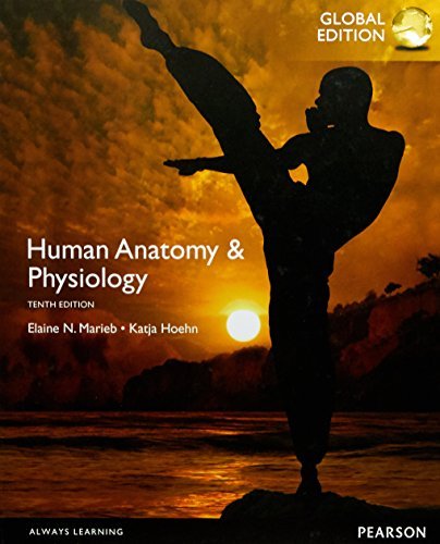 Human Anatomy & Physiology by Erin C. Amerman by Erin C. Amerman ...