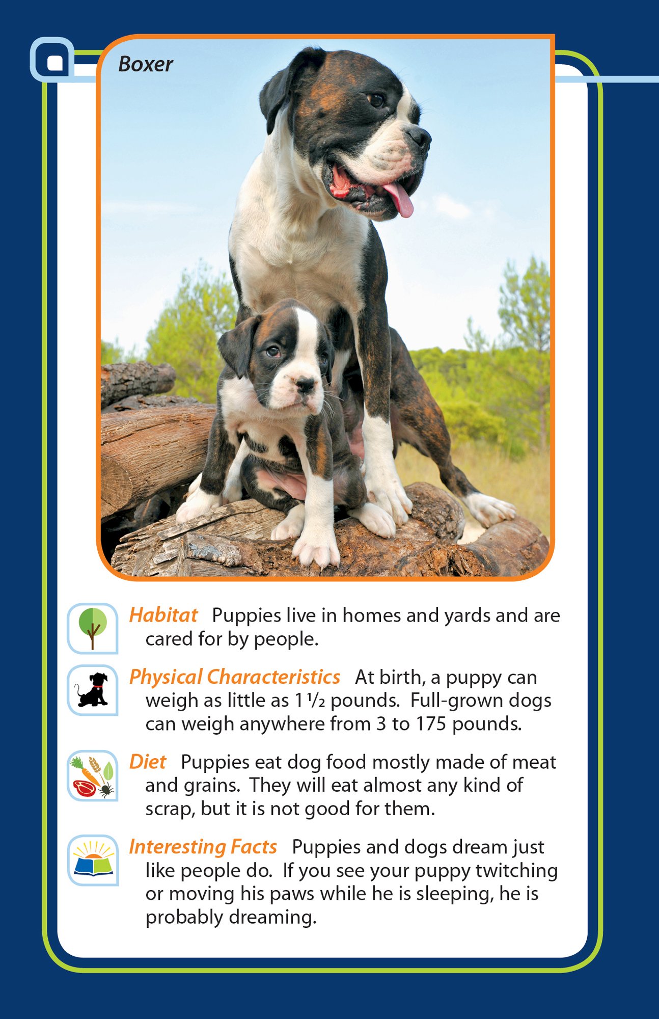 All kinds of animals abeka 2nd grade 2 phonics reading program
