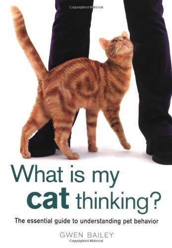 View of 22 Weird Cat Behaviors You're Not Sure About - The Spruce Pets