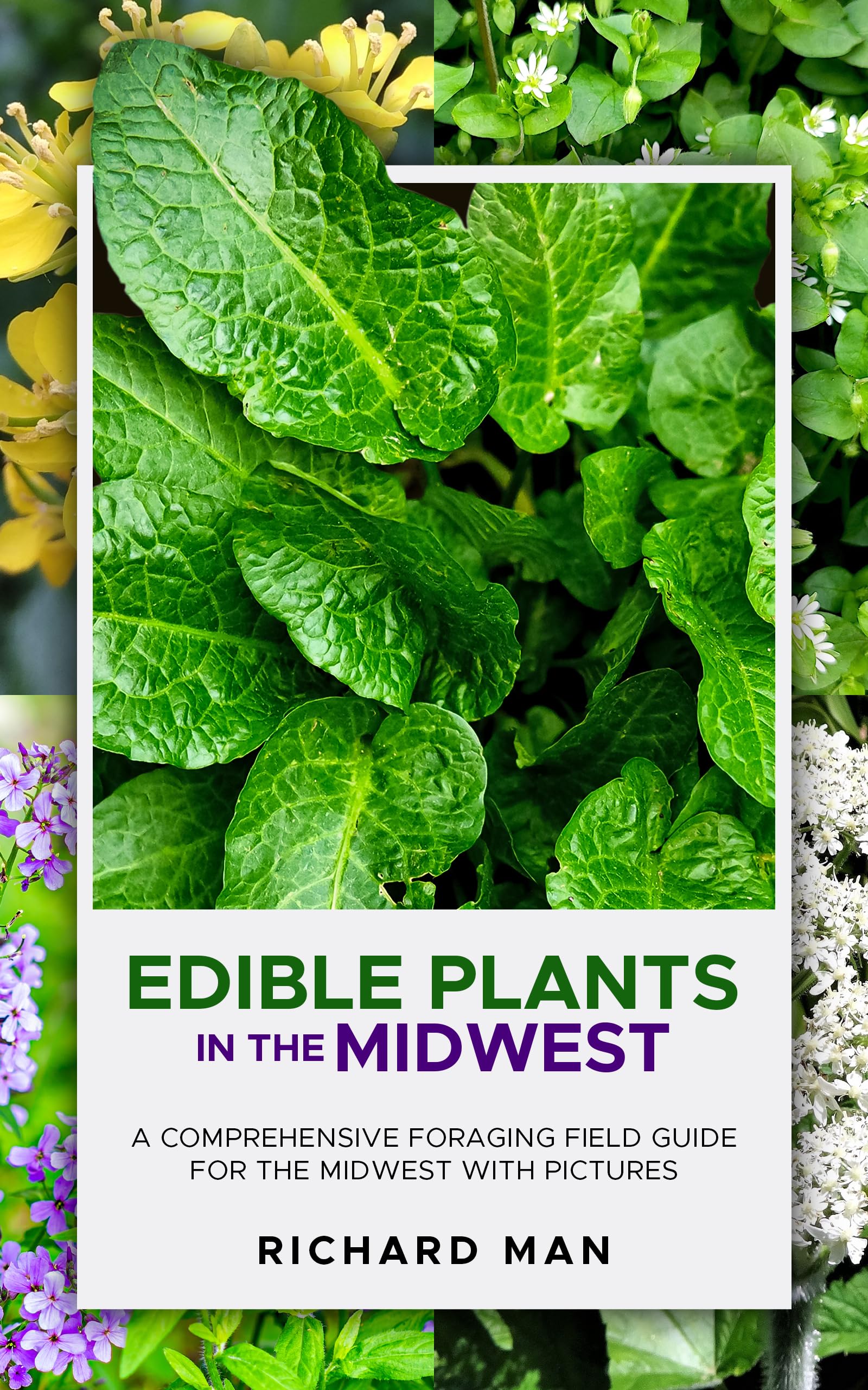 Edible Plants in the Midwest A Comprehensive Foraging Field Guide for the Midwest with Pictures