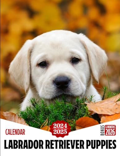 Labrador Retriever Puppies Calendar 2024 - 2025: Three Years Calendar