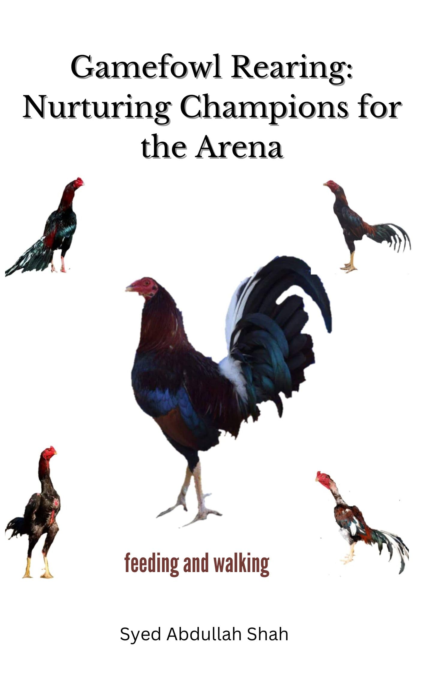 Gamefowl Rearing Nurturing Champions for the Arena Game Fowl training