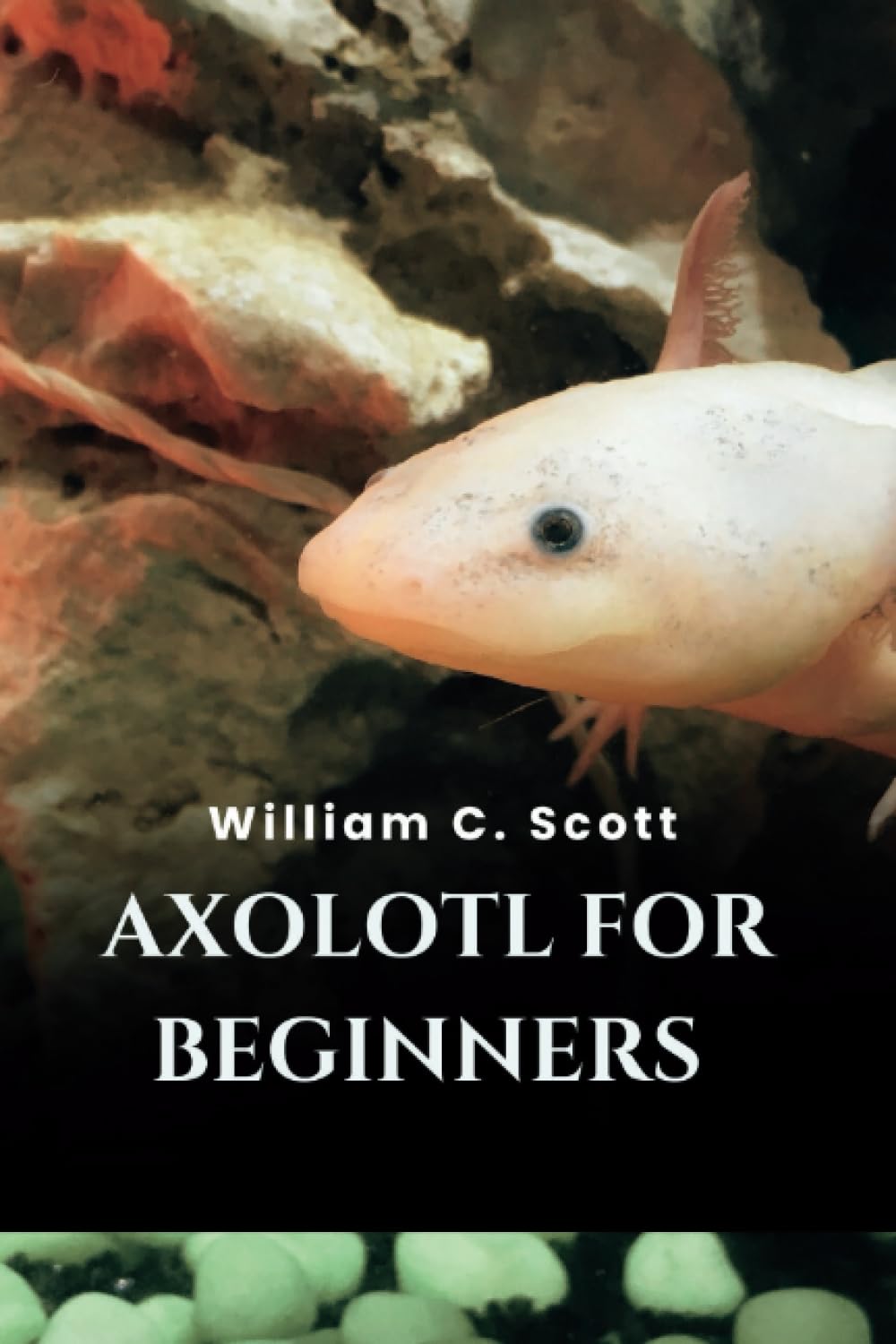Axolotl for beginners Explore the Aquatic Realm with Setup Guides, Recycling Tips, and Fun