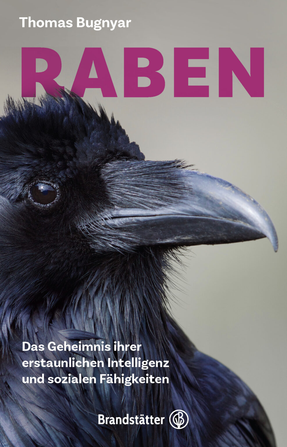 Raben: Das Geheimnis ihrer erstaunlichen Intelligenz und sozialen Fähigkeiten