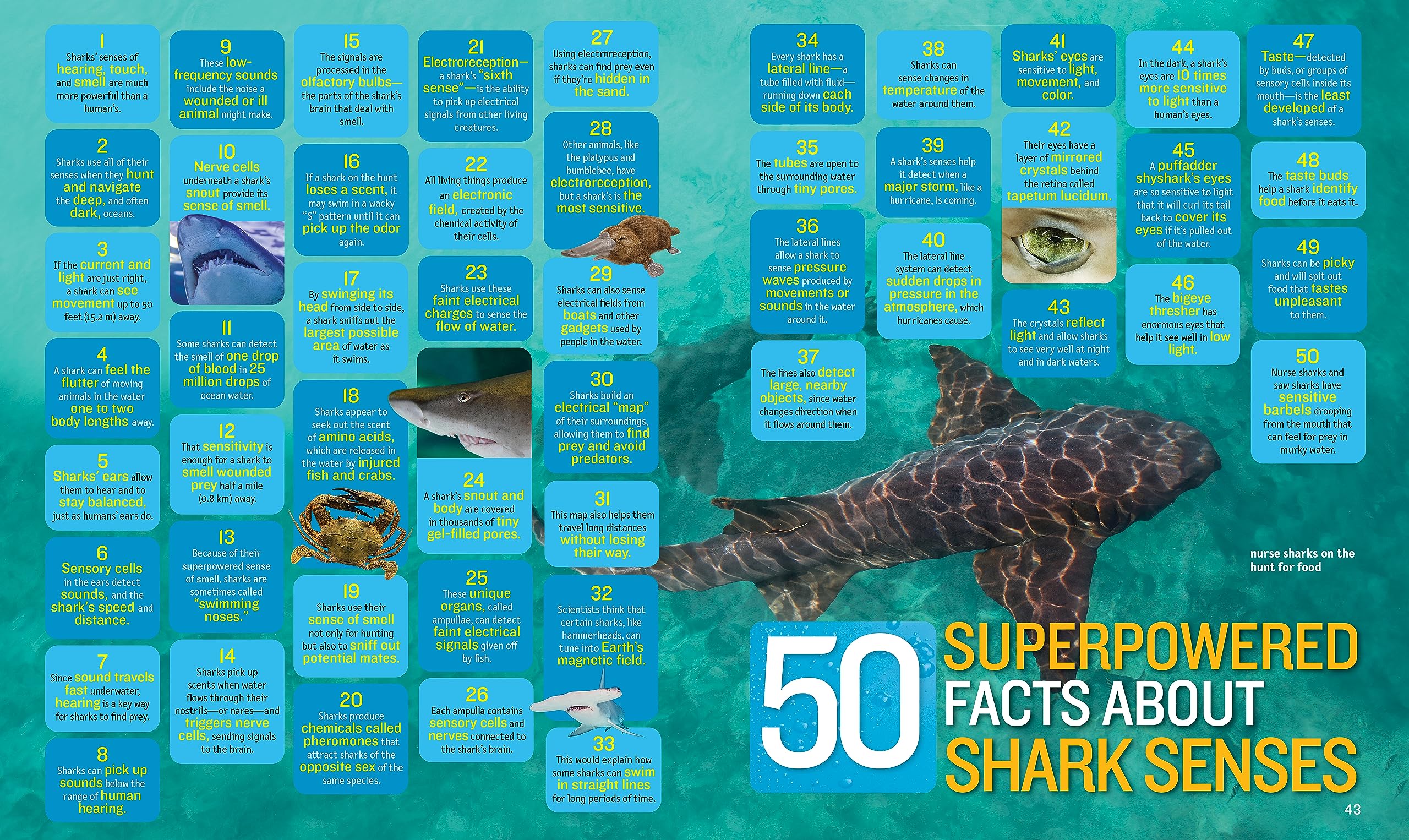 1 000 FACTS ABOUT SHARKS visual data 5