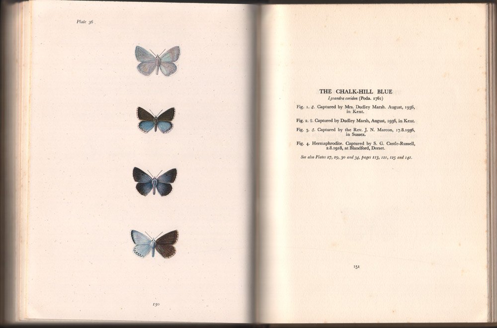 Varieties of British Butterflies A Selection of Rare and Interesting
