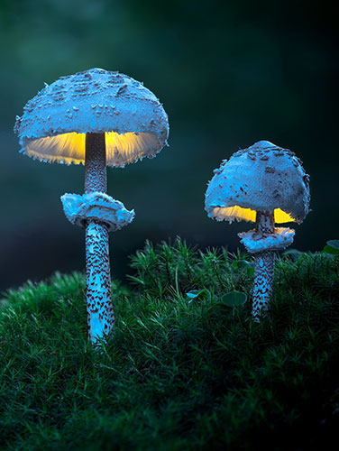 No Heroes book cover