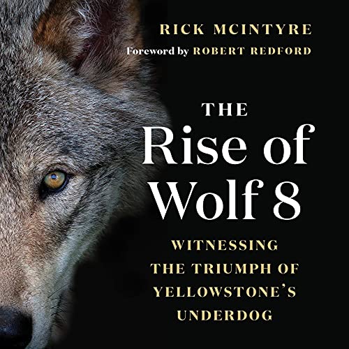 The Rise of Wolf 8: Witnessing the Triumph of Yellowstone’s Underdog